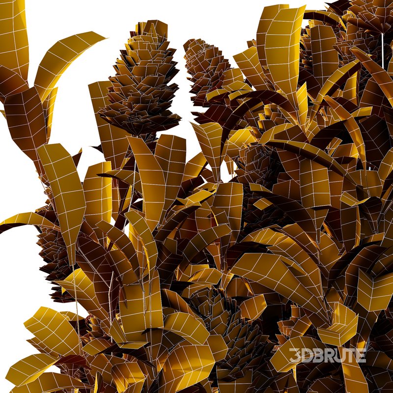 Argyrocytisus battandieri 08 -3 Plants Image 6