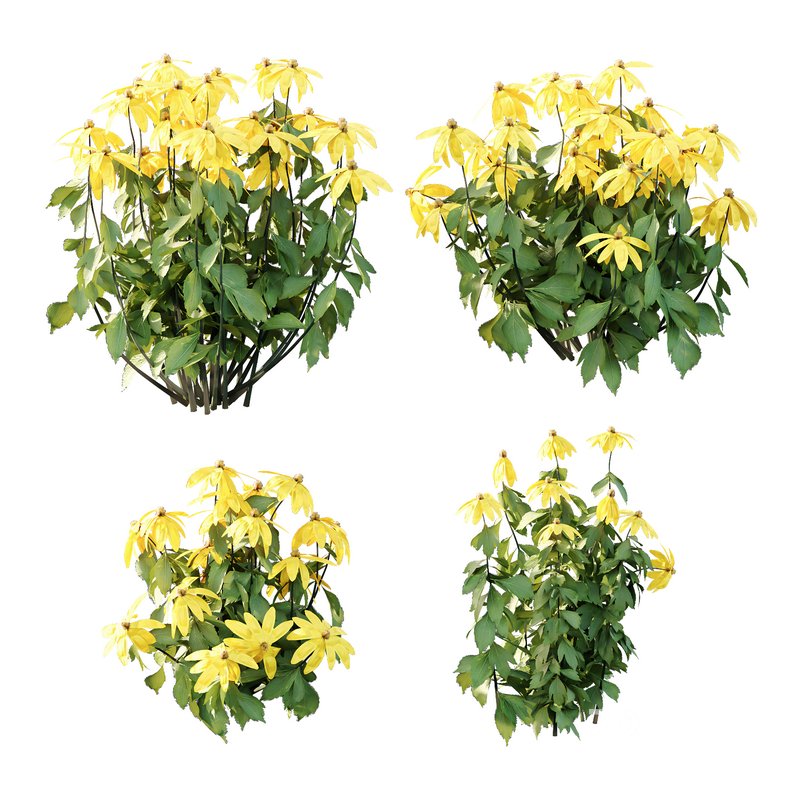 Rudbeckia laciniata Plant 01 Image 1