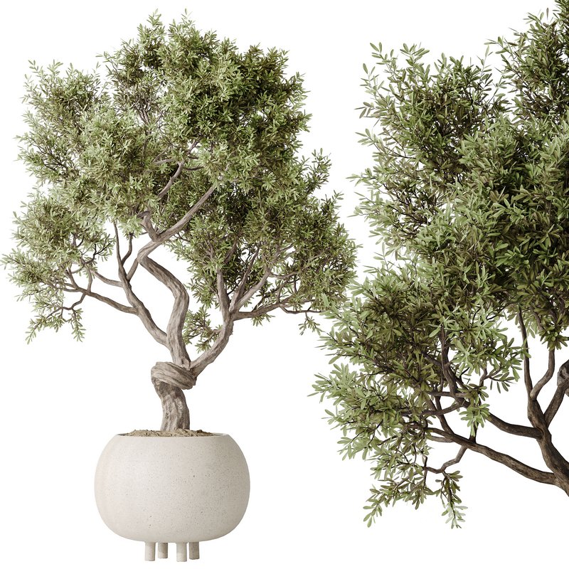 AV Indoor plants set 138 Ficus Retusa Microcarpa Bonsai Ginseng Image 4