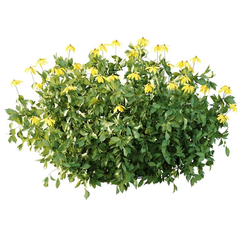 Rudbeckia laciniata Plant 03 Image 5