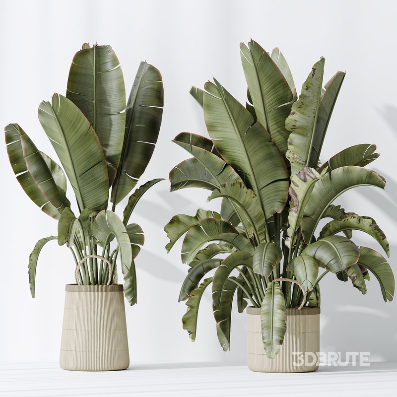 AV Indoor plants set 146 Ravenala Banana Strelitzia Nicolai Bird Of Paradise Image 4