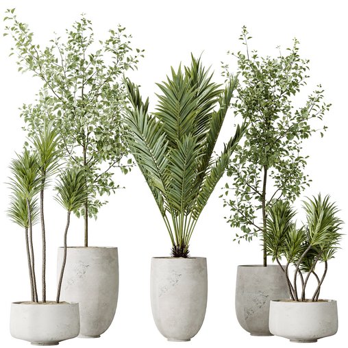 AV Indoor plants set 141 Beech Olea Europaea Olive and Aloifolia Rostrata Palm and Cyara Areca Palm