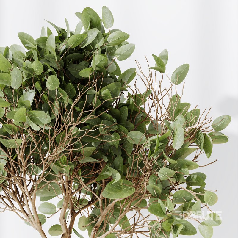 AV Indoor plants set 134 Beech Olea Europaea Olive and Ficus Benjamina African Fig and Mountain Kentia Palm Image 1