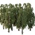 Chamaecyparis thyoides Tree005 - Thumbnail 3