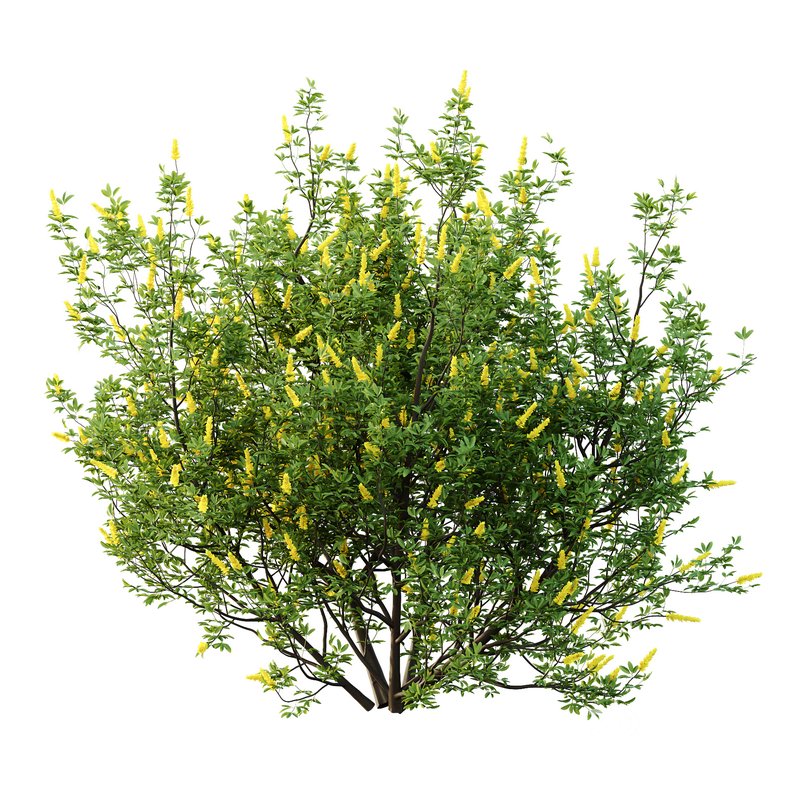 Argyrocytisus battandieri 03 Image 1