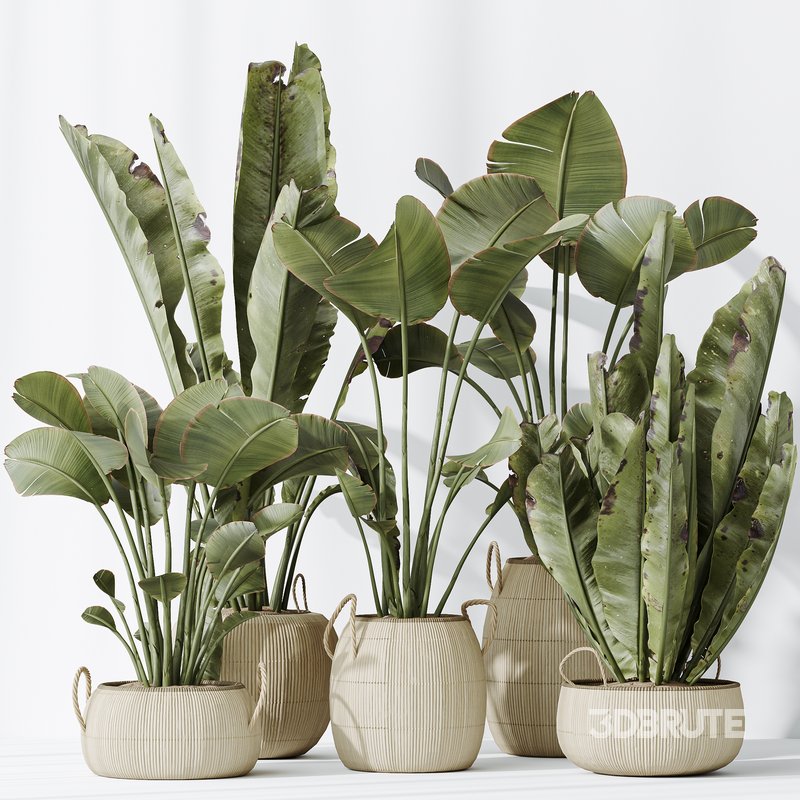 AV Indoor plants set 130 Ravenala Banana Strelitzia Nicolai Bird Of Paradise Image 4