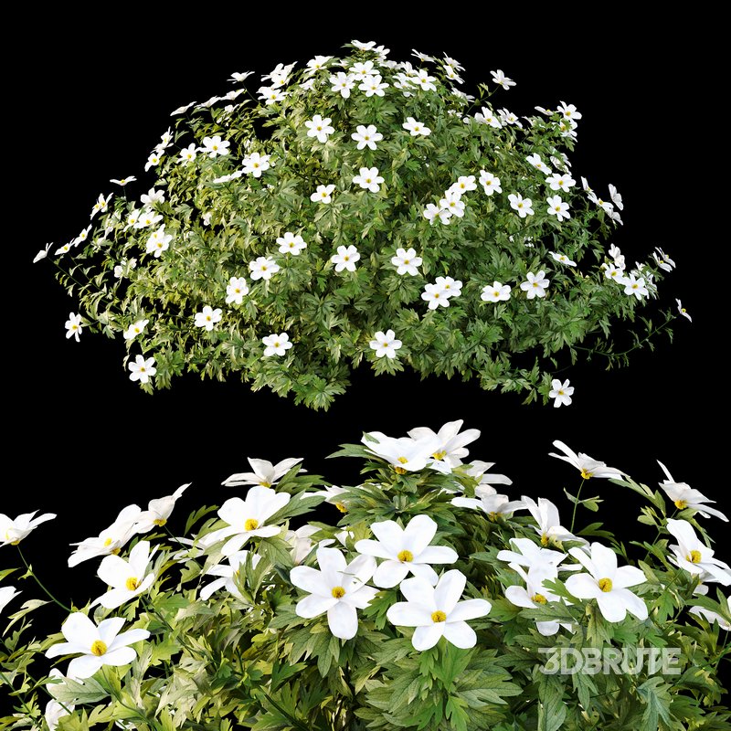 romneya coulter Plant 03 -2 Model Image 3