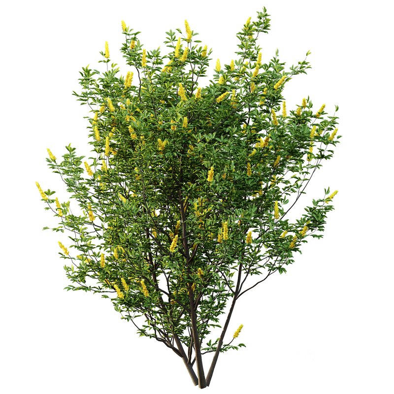 Argyrocytisus battandieri 04 Image 3