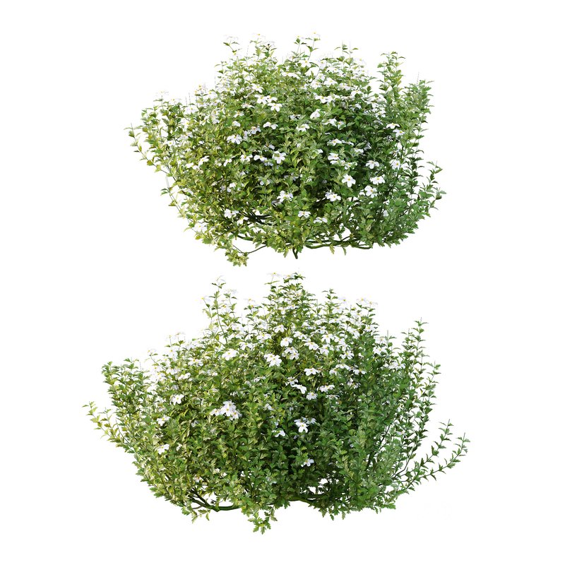 romneya coulter Plant 06 -2 Model Image 1