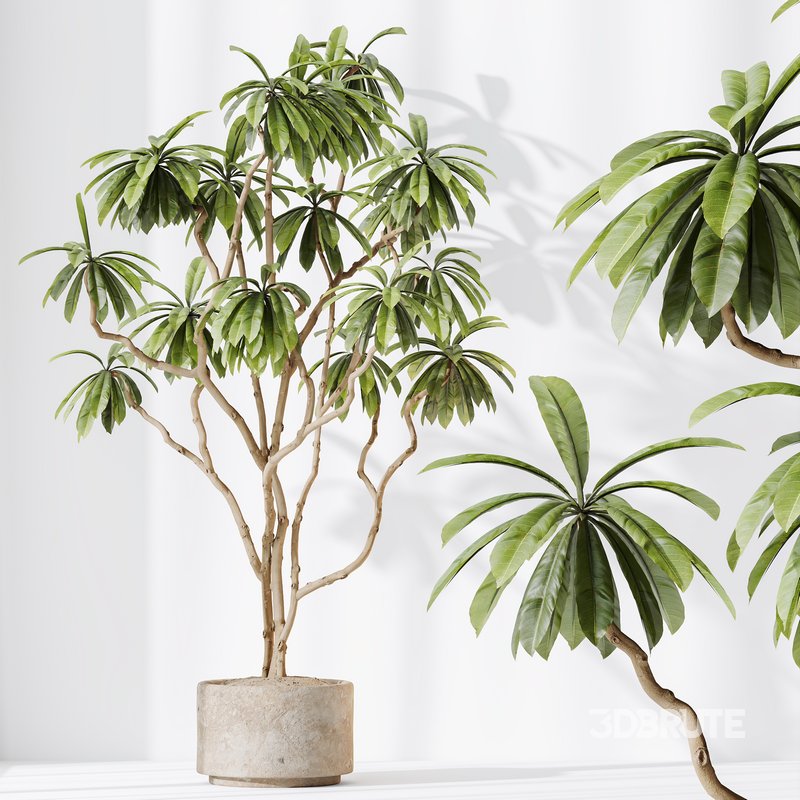 AV Indoor plants set 150 Lutescens Areca Palm and Ficus Cyathistipula and Paradise Kentia Everlasting Image 9