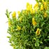 Argyrocytisus battandieri 08 -3 Plants - Thumbnail 5