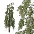 Chamaecyparis thyoides Tree - Thumbnail 1
