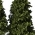 Pine Tree Set28 - Thumbnail 2