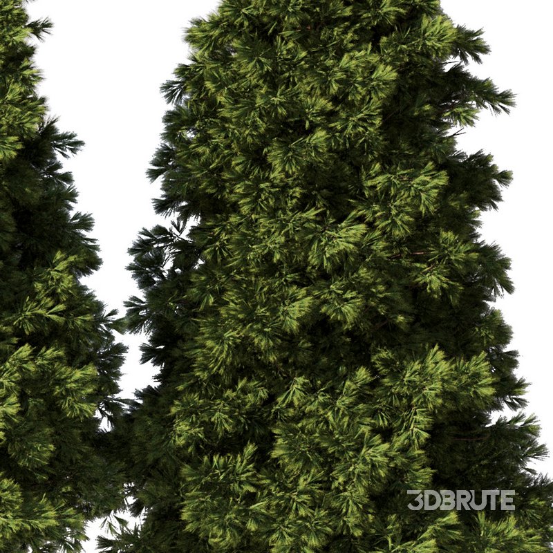 Pine Tree Set28 Image 2