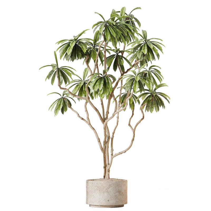 AV Indoor plants set 150 Lutescens Areca Palm and Ficus Cyathistipula and Paradise Kentia Everlasting Image 4