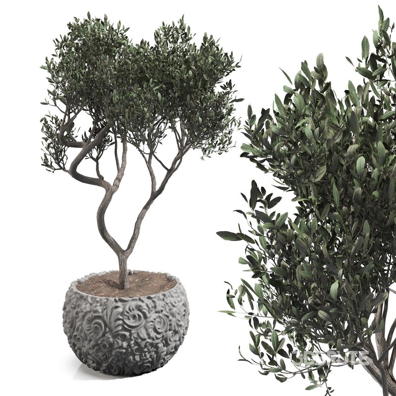 olive tree in concrete pot plant Image 1