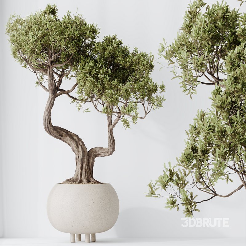 AV Indoor plants set 138 Ficus Retusa Microcarpa Bonsai Ginseng Image 2