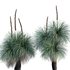 Xanthorrhoea Arborea – Grass Tree – 03 - Thumbnail 1