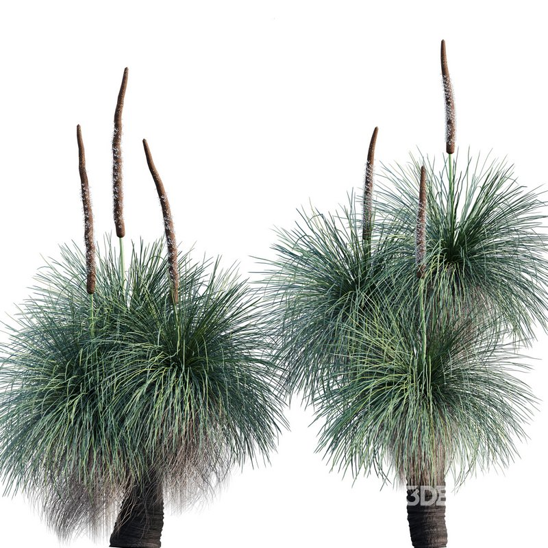 Xanthorrhoea Arborea – Grass Tree – 03 Image 1
