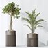 AV Indoor plants set 134 Beech Olea Europaea Olive and Ficus Benjamina African Fig and Mountain Kentia Palm - Thumbnail 6