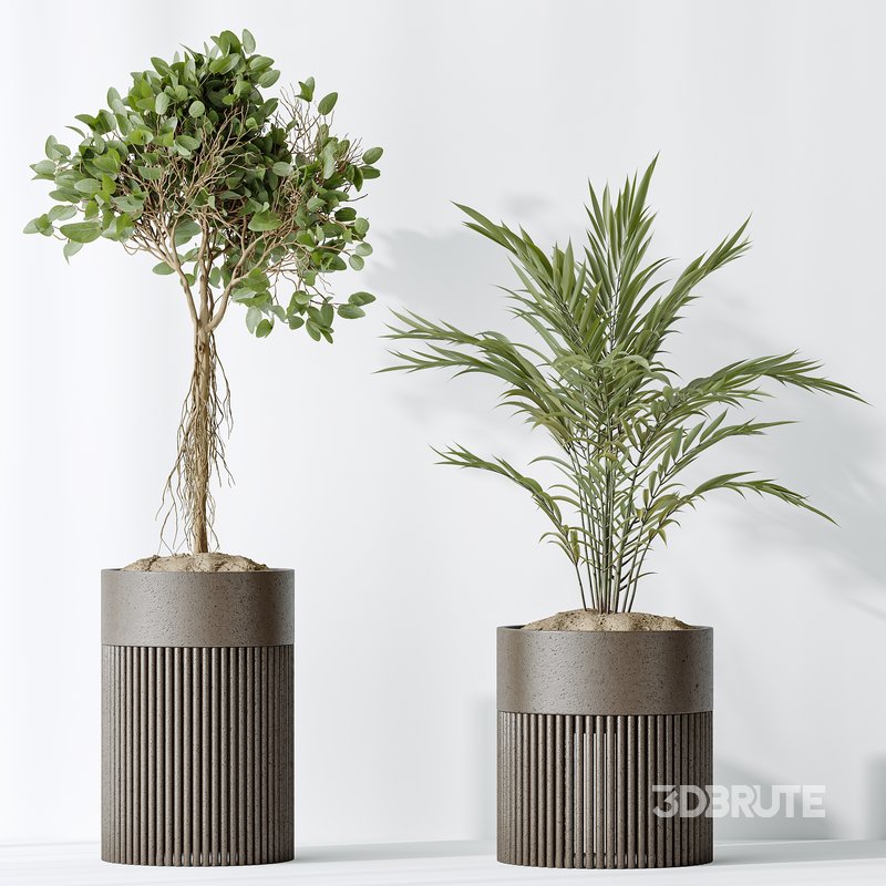 AV Indoor plants set 134 Beech Olea Europaea Olive and Ficus Benjamina African Fig and Mountain Kentia Palm Image 6