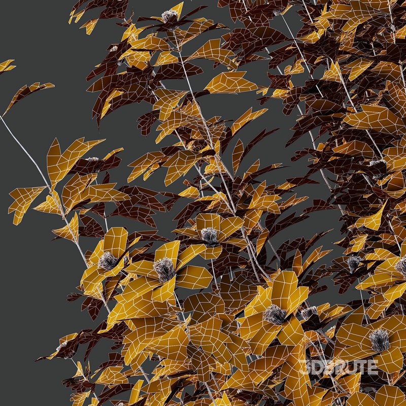 romneya coulter Plant 01 -4 Model Image 6