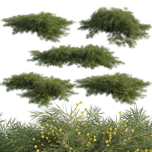 Acacia cognata Limelight-Weeping Acacia