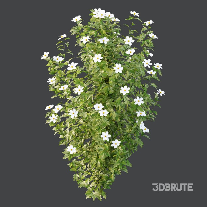 romneya coulter Plant 01 -4 Model Image 3