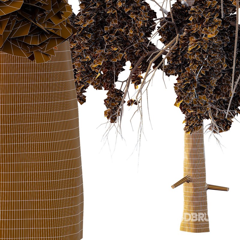 Chamaecyparis thyoides Tree005 Image 2