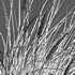 Muhlenbergia rigens -Deer Grass - Thumbnail 4