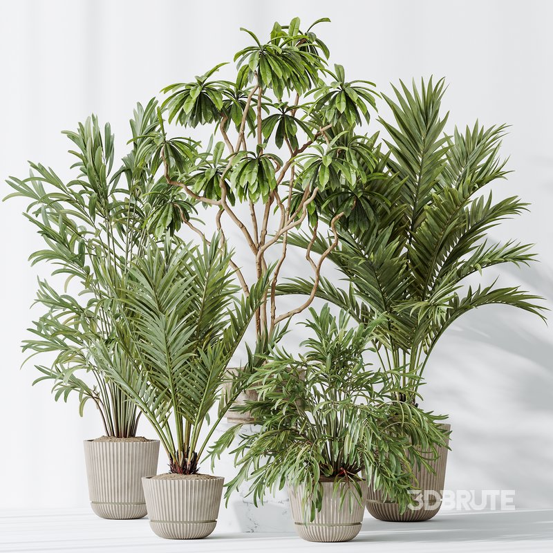 AV Indoor plants set 150 Lutescens Areca Palm and Ficus Cyathistipula and Paradise Kentia Everlasting Image 8