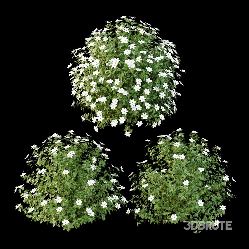 romneya coulter Plant 04 -3 Model Image 1