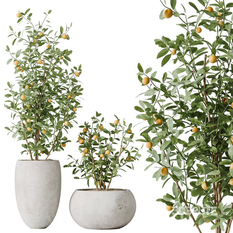 AV Indoor plants set 132 Bonsai China Orange Tree and Beech Olea Europaea Olive and Aloifolia Rostrata Palm Image 4