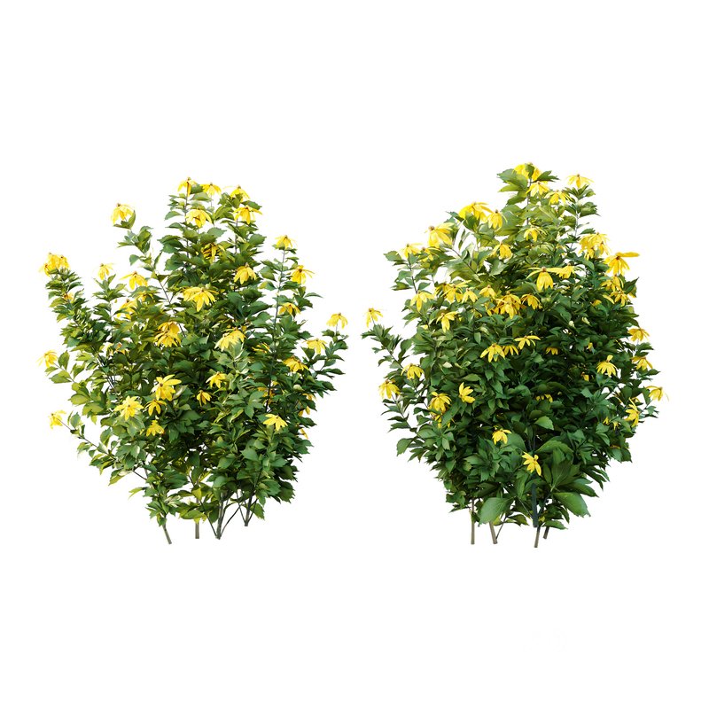 Rudbeckia laciniata Plant 04 -11 Plants Image 1