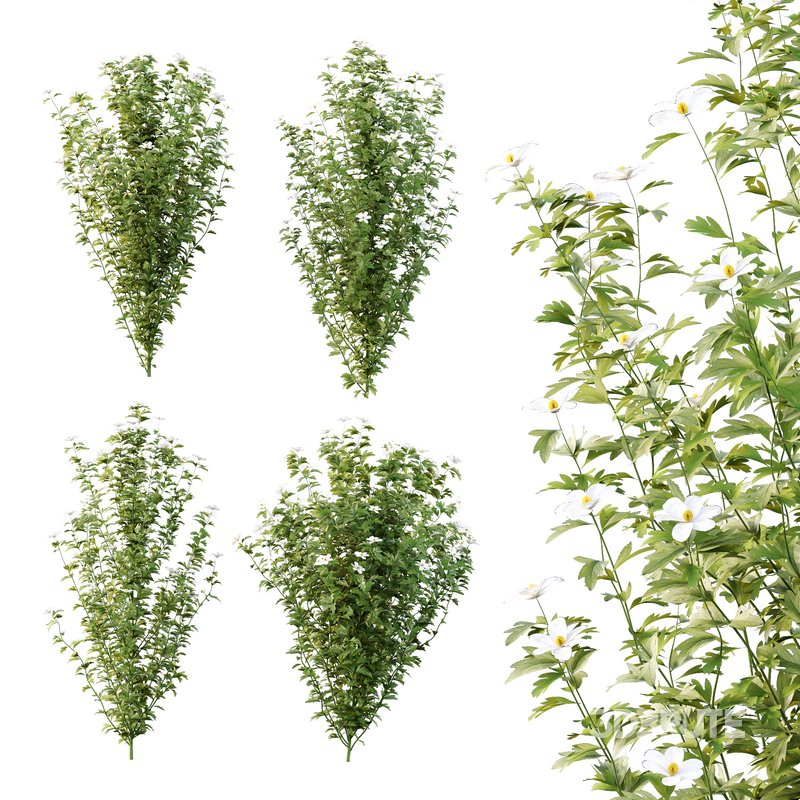 romneya coulter Plant 01 -4 Model Image 7