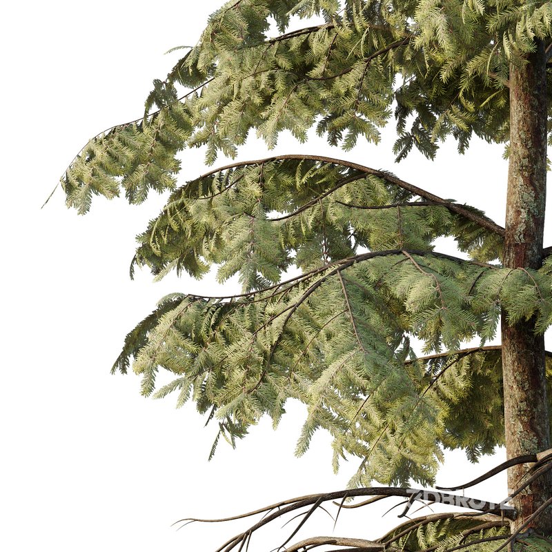 spruce tree12 Image 4