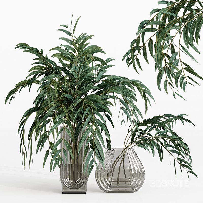 bouquets eucalyptus Image 1