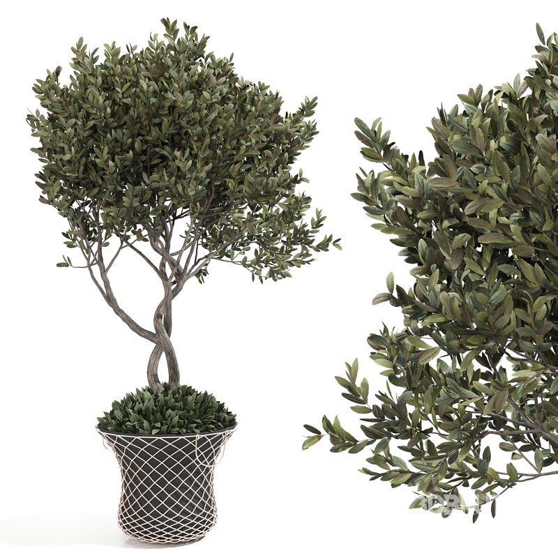 olive plant in pot Image 5