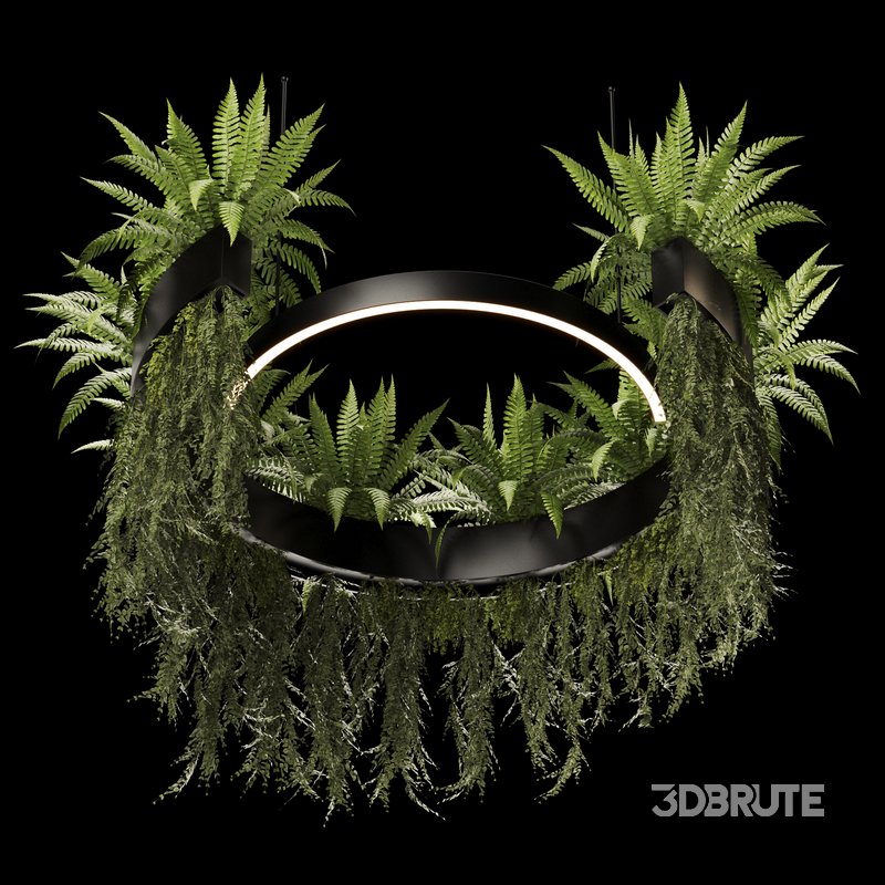 Indoorplants-Hanging plants set-84 Image 2