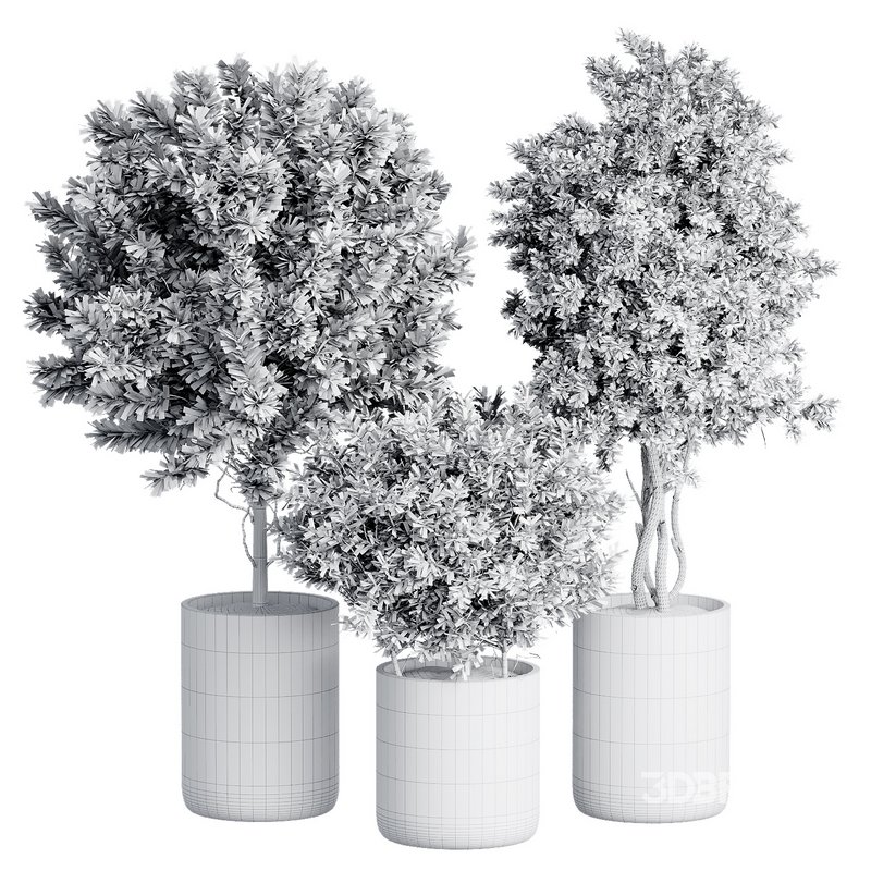 Indoor Plant 27 Image 2