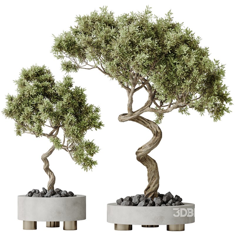 AV Indoor plants set 131 Mission Kalamata Leccino Arbequina Wilsonii Chemlali Olive Image 3