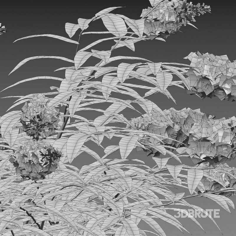 Buddleia – Butterfly Bush 02 Image 4