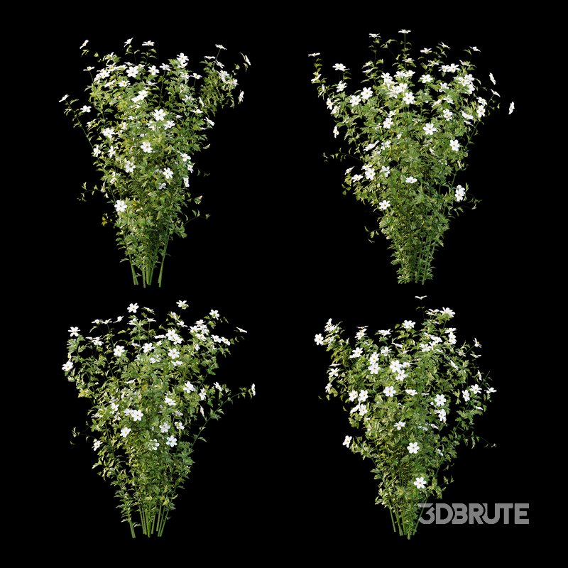 romneya coulter Plant 02 -4 Model Image 3