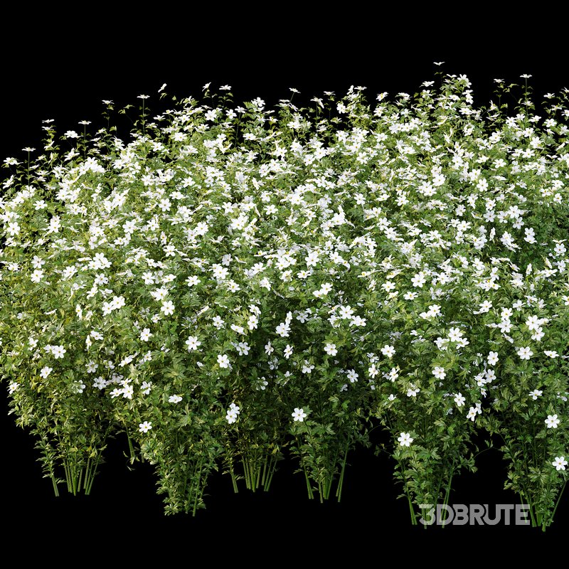 romneya coulter Plant 02 -4 Model Image 6