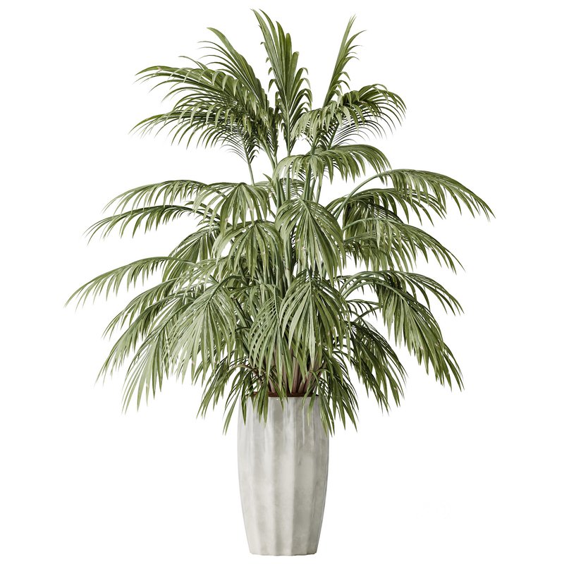 AV Indoor plants set 144 Areca Majesty Cat Reed Palm Image 2