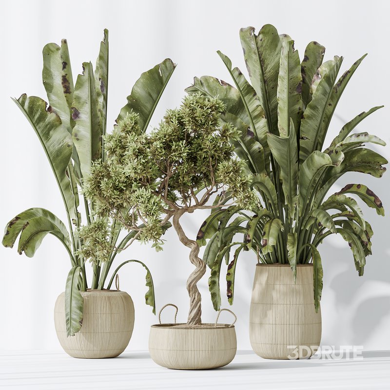 AV Indoor plants set 147 Ravenala Banana Strelitzia Nicolai Bird Of Paradise and Leccino Arbequina Wilsonii Chemlali Olive Image 5