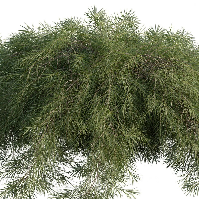 Acacia Cognata Limelight Image 3