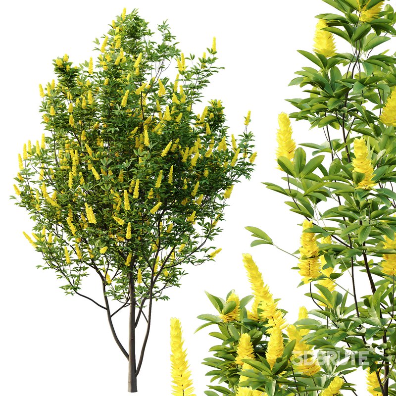 Argyrocytisus battandieri 02 -2 Plants Image 3