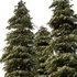 spruce tree12 - Thumbnail 3