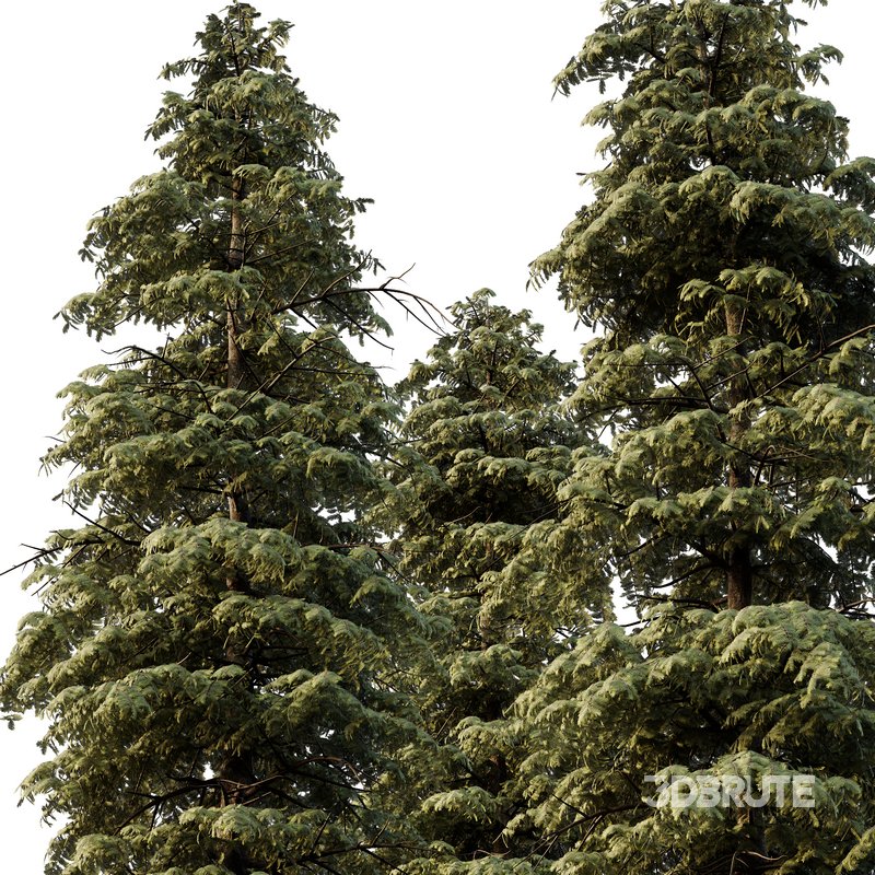 spruce tree12 Image 3